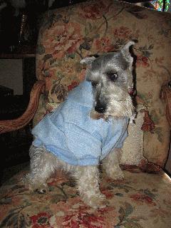 The UnaSchnauzer.jpg